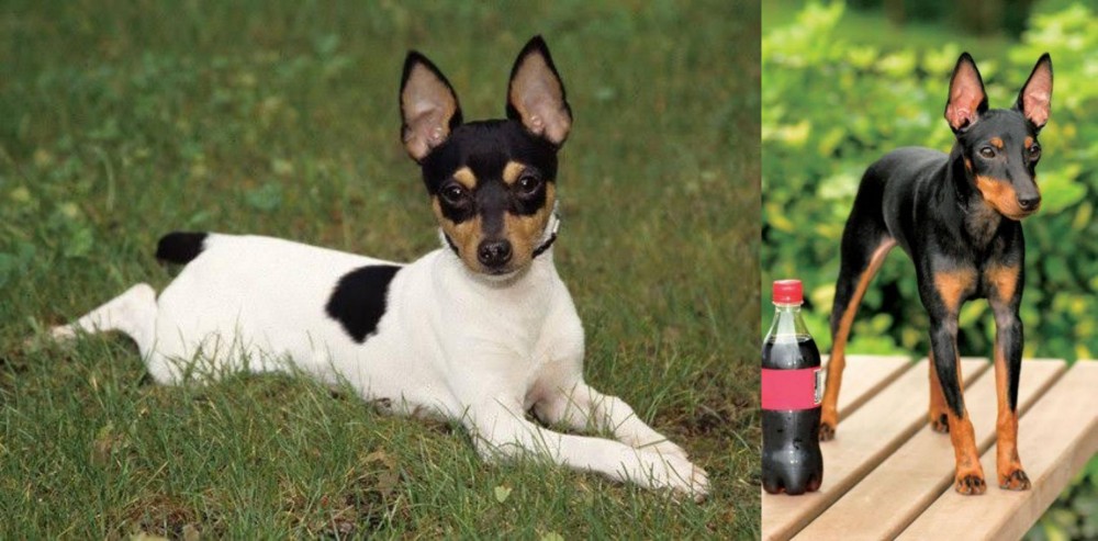 Toy Manchester Terrier vs Toy Fox Terrier - Breed Comparison