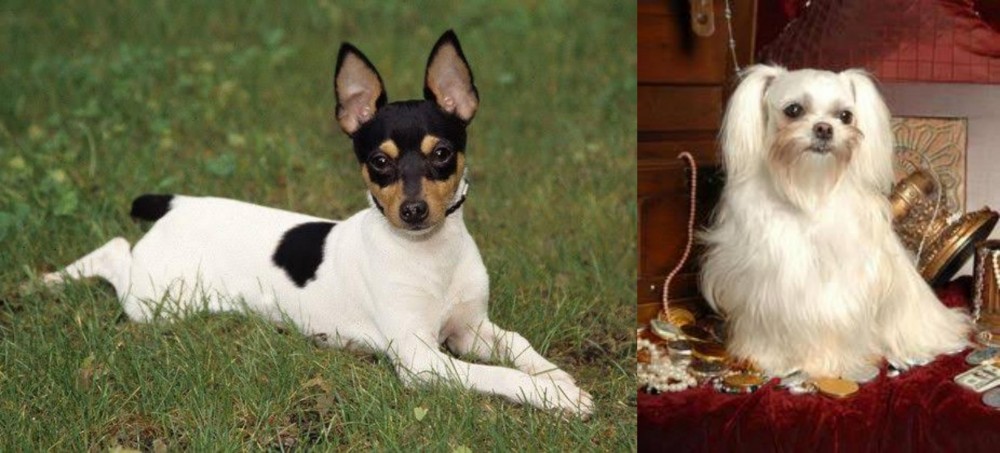 Toy Mi-Ki vs Toy Fox Terrier - Breed Comparison