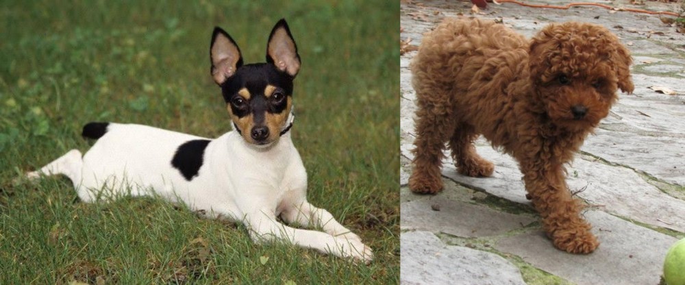 Toy Poodle vs Toy Fox Terrier - Breed Comparison