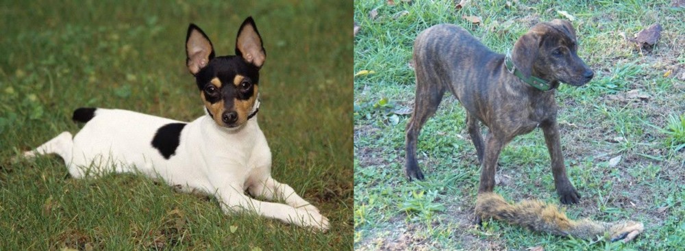 Treeing Cur vs Toy Fox Terrier - Breed Comparison