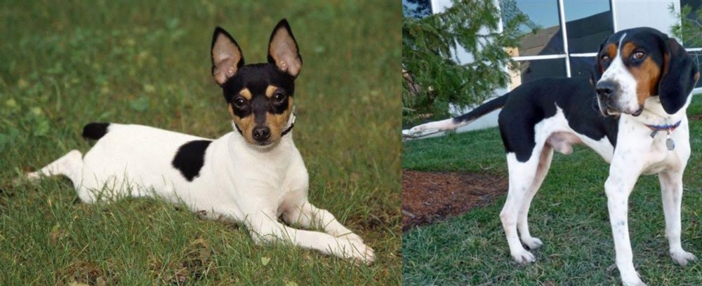 Treeing Walker Coonhound vs Toy Fox Terrier - Breed Comparison