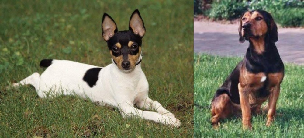 Tyrolean Hound vs Toy Fox Terrier - Breed Comparison
