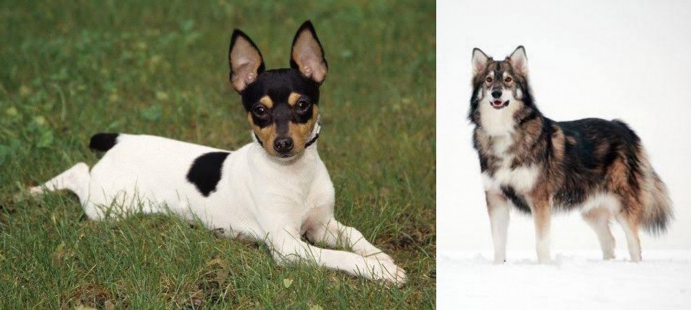 Utonagan vs Toy Fox Terrier - Breed Comparison