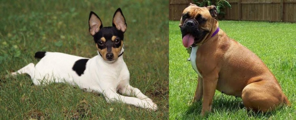 Valley Bulldog vs Toy Fox Terrier - Breed Comparison