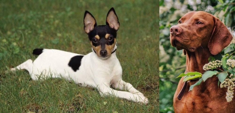 Vizsla vs Toy Fox Terrier - Breed Comparison
