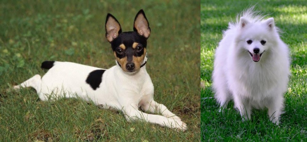 Volpino Italiano vs Toy Fox Terrier - Breed Comparison