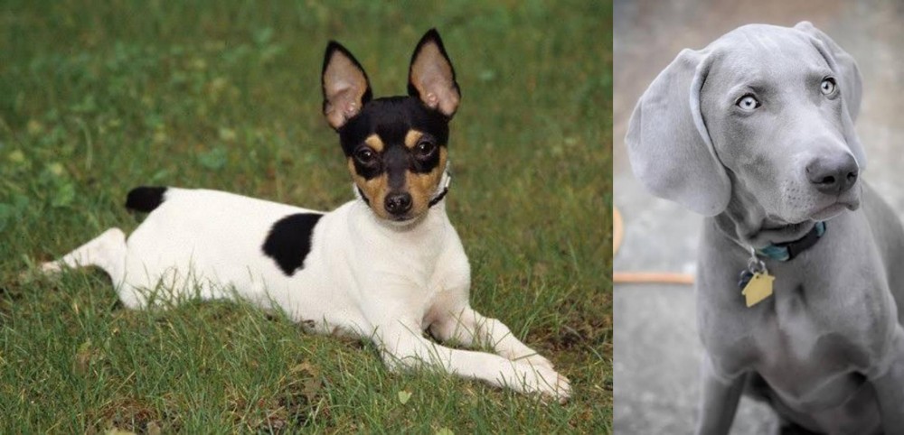 Weimaraner vs Toy Fox Terrier - Breed Comparison