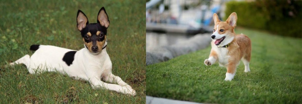Welsh Corgi vs Toy Fox Terrier - Breed Comparison