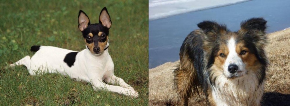 Welsh Sheepdog vs Toy Fox Terrier - Breed Comparison