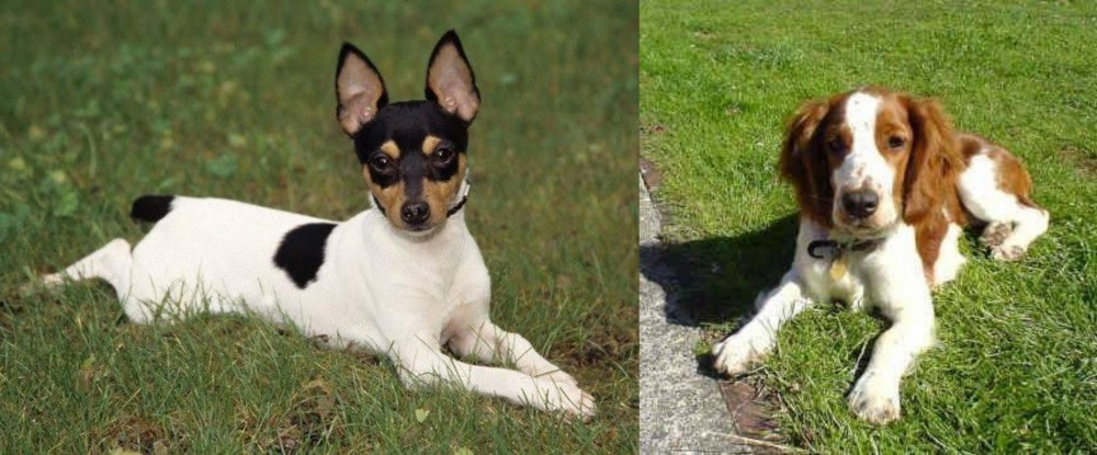Welsh Springer Spaniel vs Toy Fox Terrier - Breed Comparison