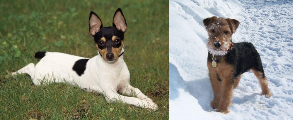 Welsh Terrier vs Toy Fox Terrier - Breed Comparison