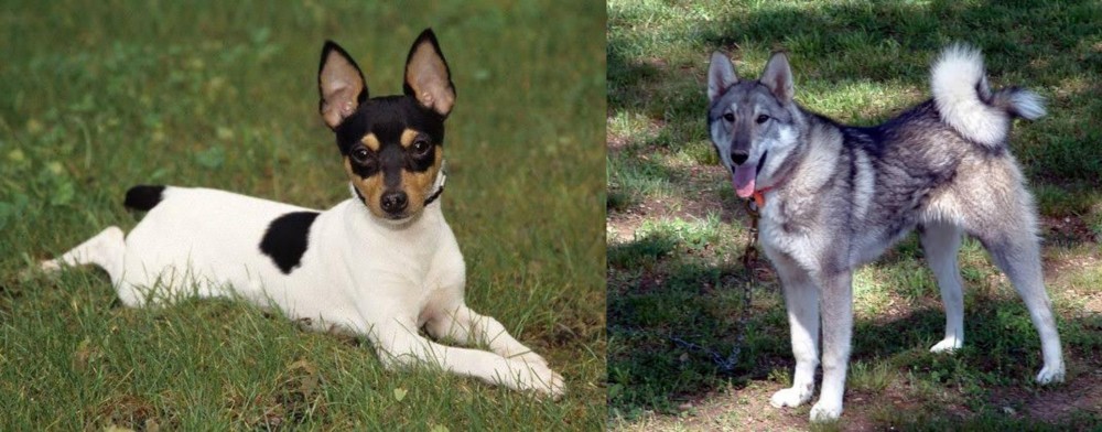 West Siberian Laika vs Toy Fox Terrier - Breed Comparison