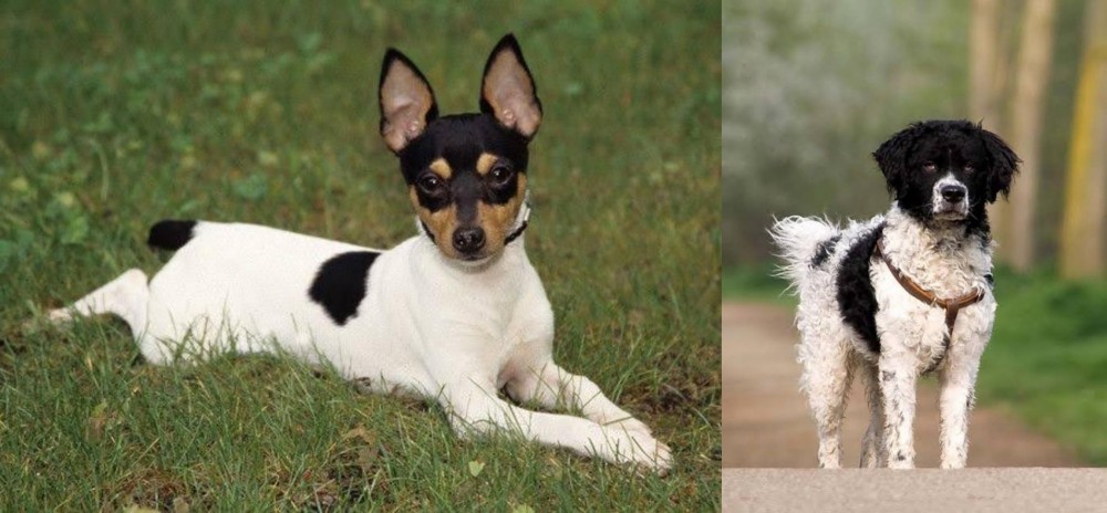 Wetterhoun vs Toy Fox Terrier - Breed Comparison