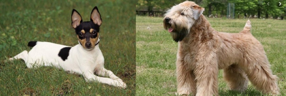 Wheaten Terrier vs Toy Fox Terrier - Breed Comparison