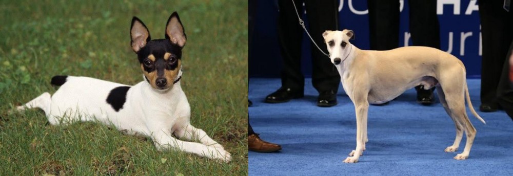 Whippet vs Toy Fox Terrier - Breed Comparison