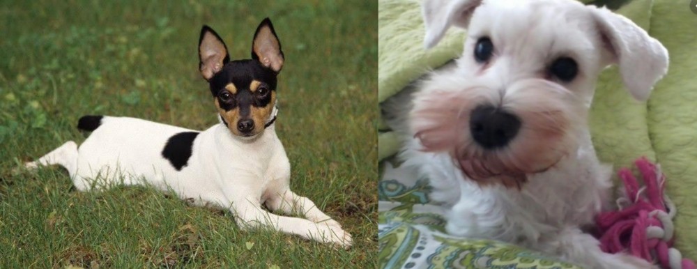 White Schnauzer vs Toy Fox Terrier - Breed Comparison