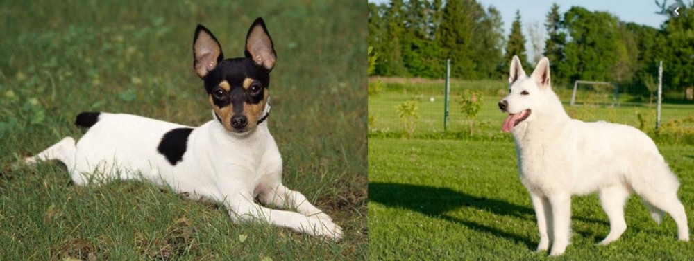 White Shepherd vs Toy Fox Terrier - Breed Comparison