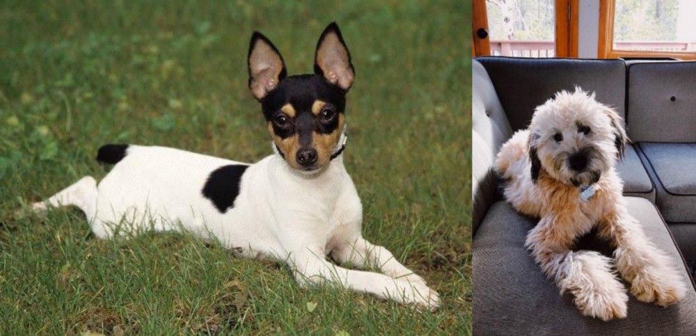 Whoodles vs Toy Fox Terrier - Breed Comparison