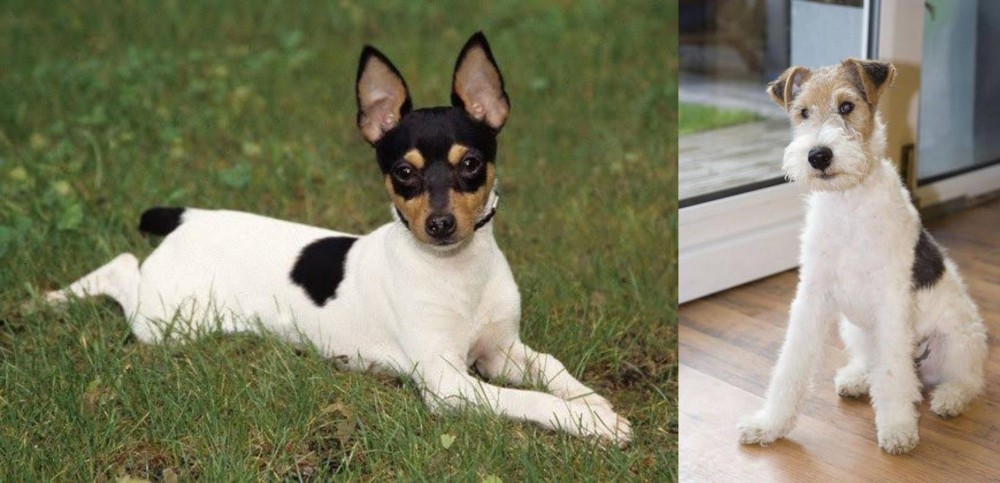 Wire Fox Terrier vs Toy Fox Terrier - Breed Comparison