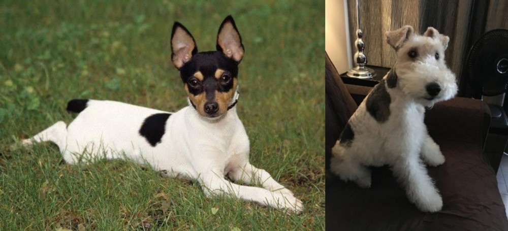 Wire Haired Fox Terrier vs Toy Fox Terrier - Breed Comparison