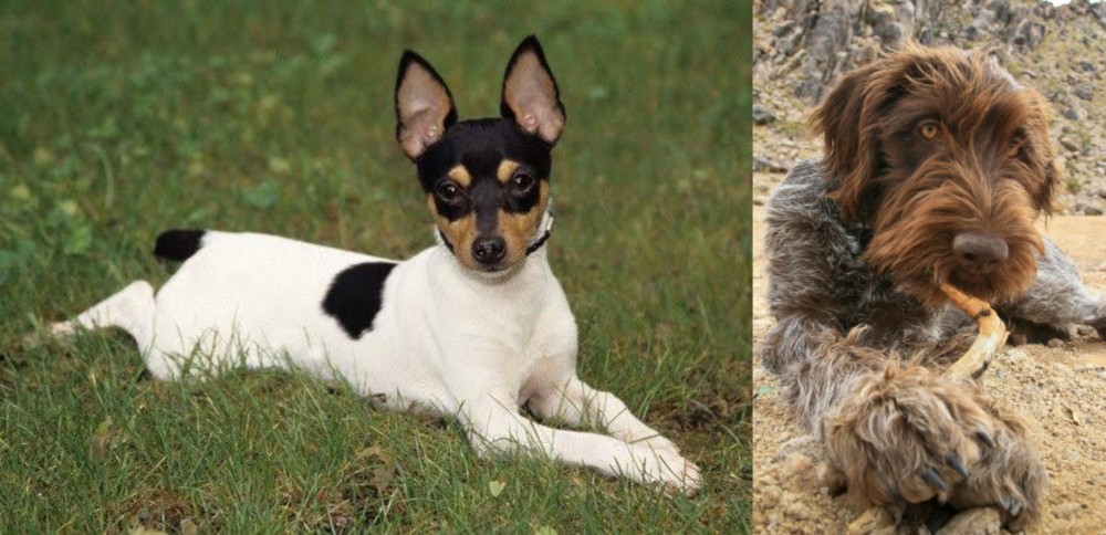 Wirehaired Pointing Griffon vs Toy Fox Terrier - Breed Comparison