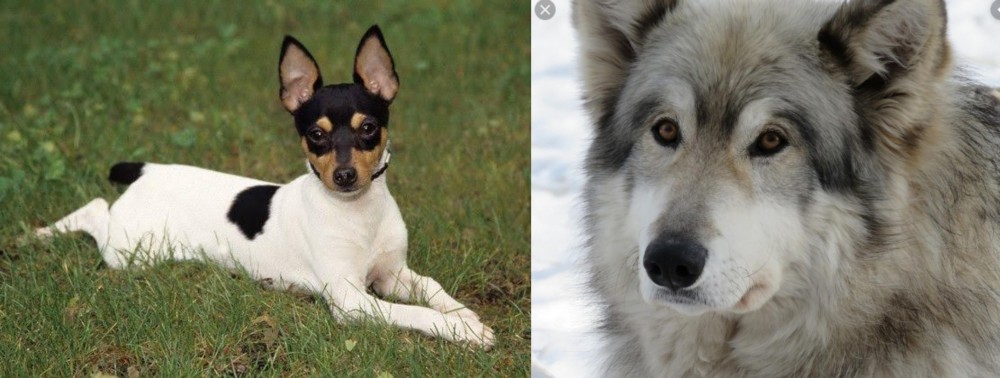 Wolfdog vs Toy Fox Terrier - Breed Comparison