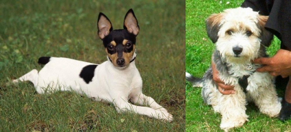 Yo-Chon vs Toy Fox Terrier - Breed Comparison