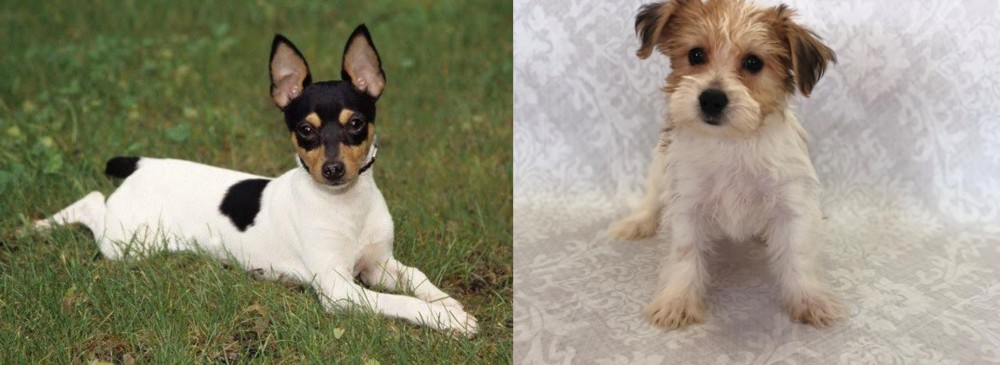 Yochon vs Toy Fox Terrier - Breed Comparison