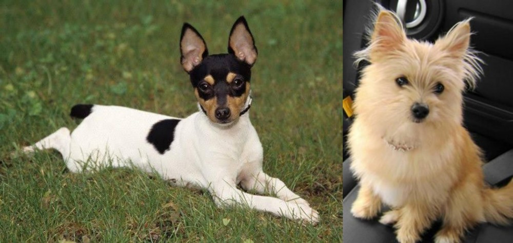 Yoranian vs Toy Fox Terrier - Breed Comparison