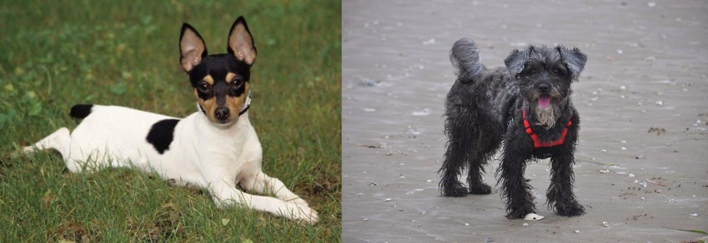 YorkiePoo vs Toy Fox Terrier - Breed Comparison