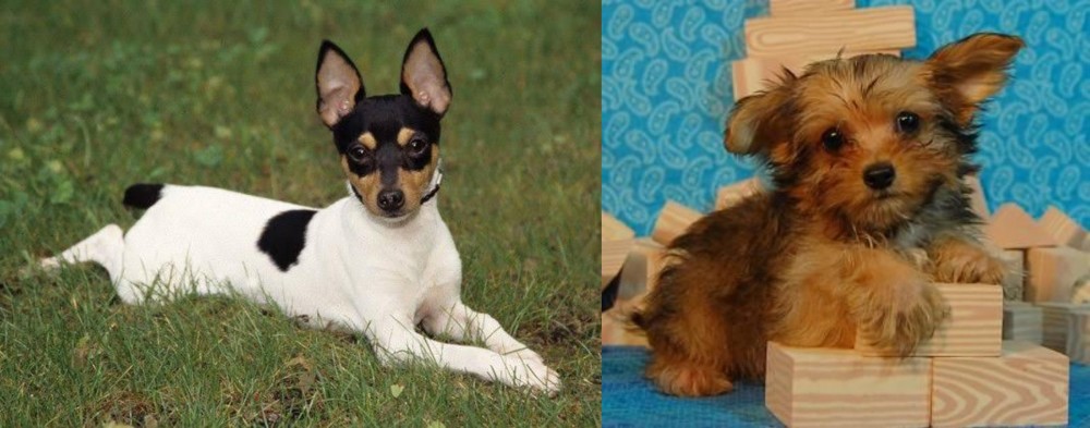 Yorkillon vs Toy Fox Terrier - Breed Comparison