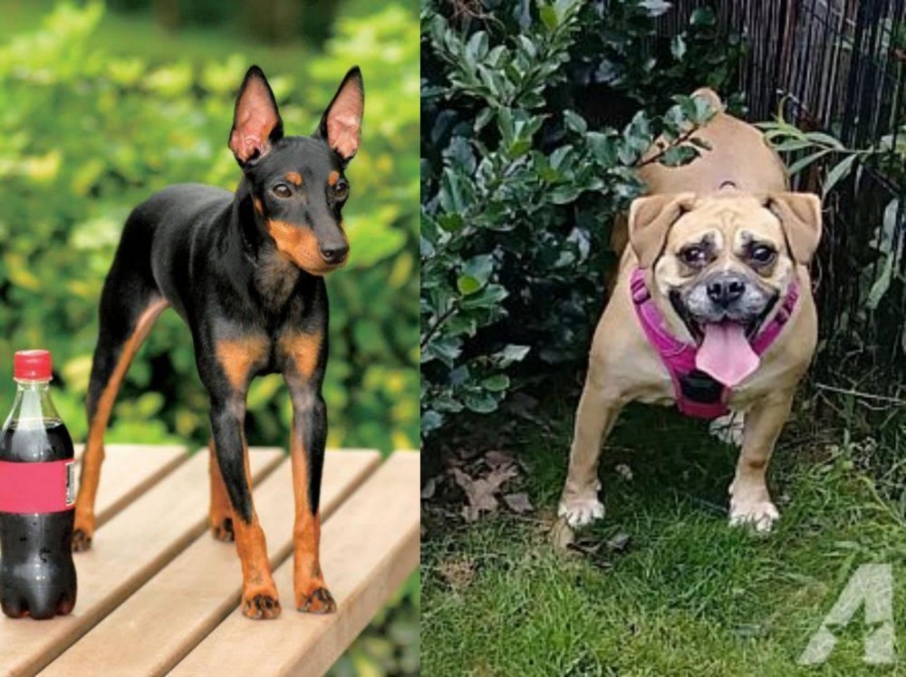 Beabull vs Toy Manchester Terrier - Breed Comparison