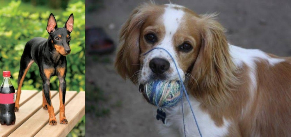 Cockalier vs Toy Manchester Terrier - Breed Comparison