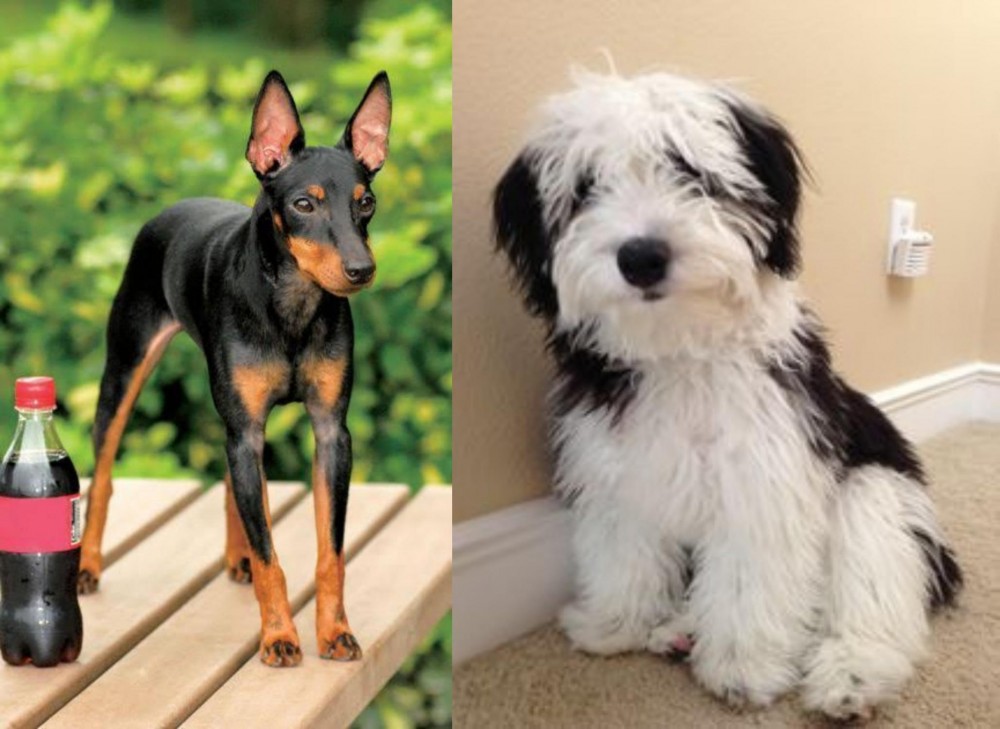 Mini Sheepadoodles vs Toy Manchester Terrier - Breed Comparison