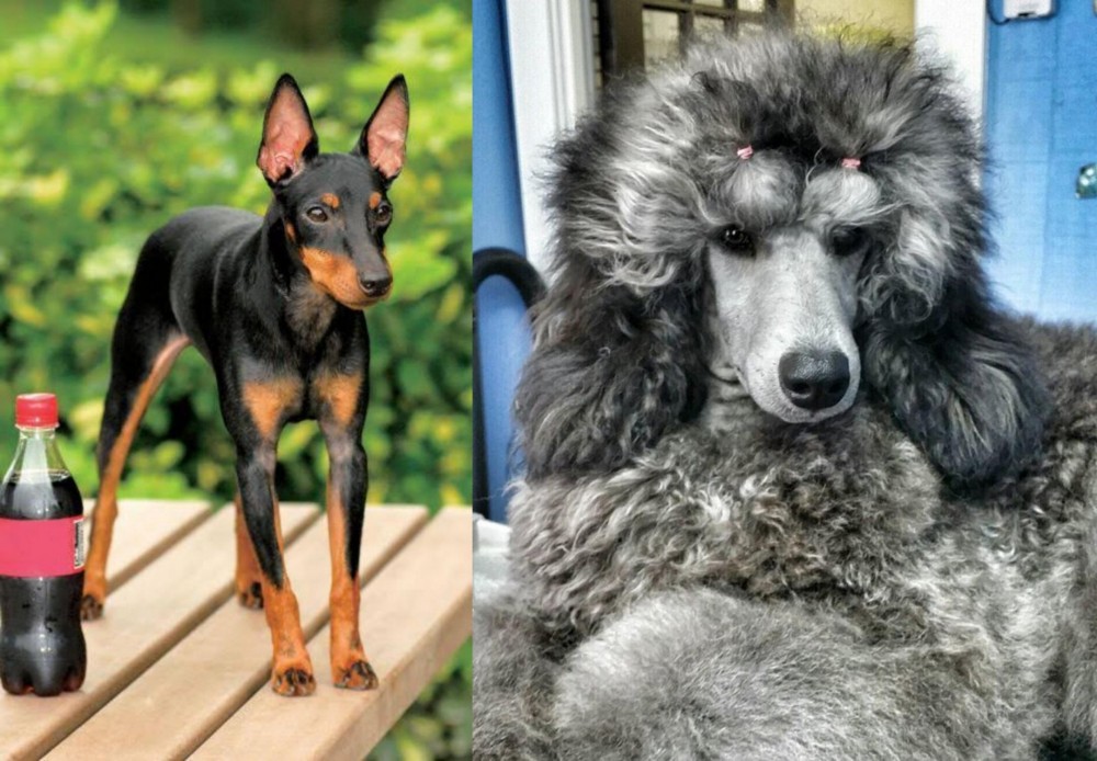 Standard Poodle vs Toy Manchester Terrier - Breed Comparison