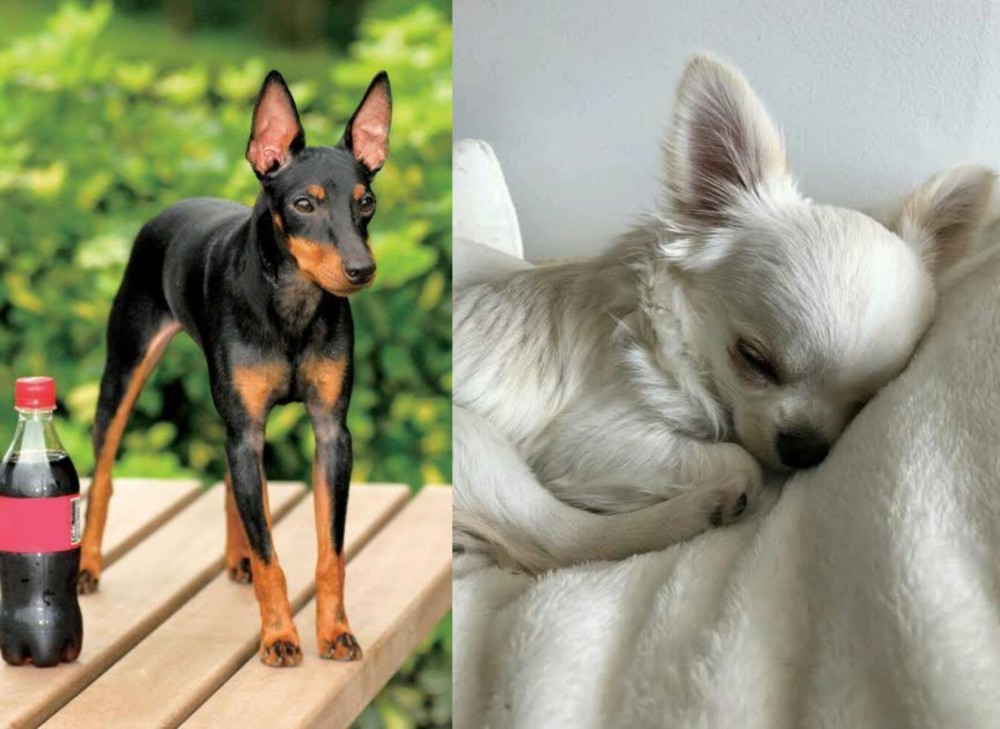 Tea Cup Chihuahua vs Toy Manchester Terrier - Breed Comparison