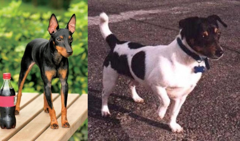 Teddy Roosevelt Terrier vs Toy Manchester Terrier - Breed Comparison