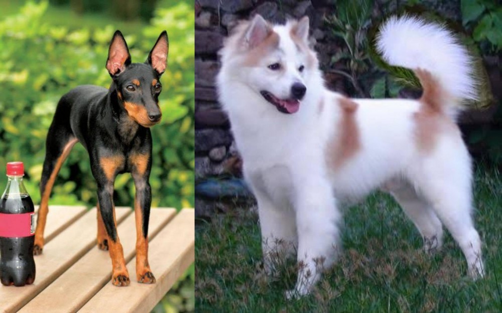 Thai Bangkaew vs Toy Manchester Terrier - Breed Comparison
