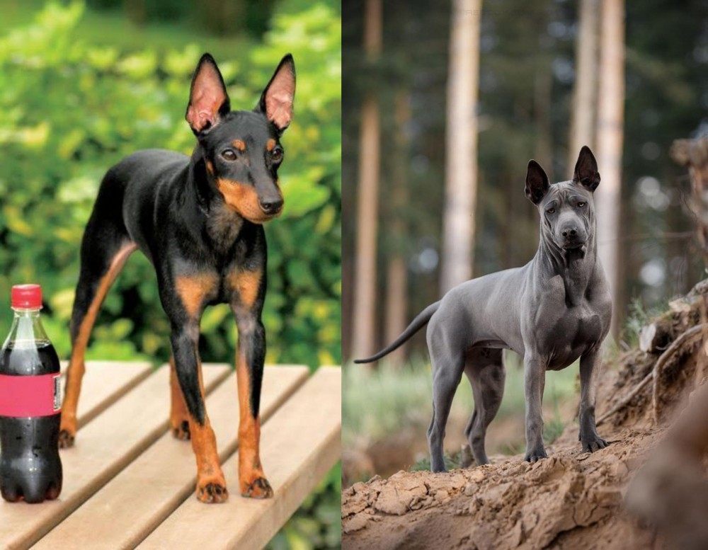 Thai Ridgeback vs Toy Manchester Terrier - Breed Comparison