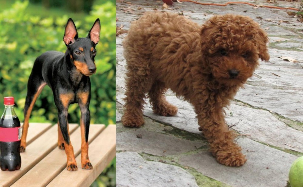 Toy Poodle vs Toy Manchester Terrier - Breed Comparison