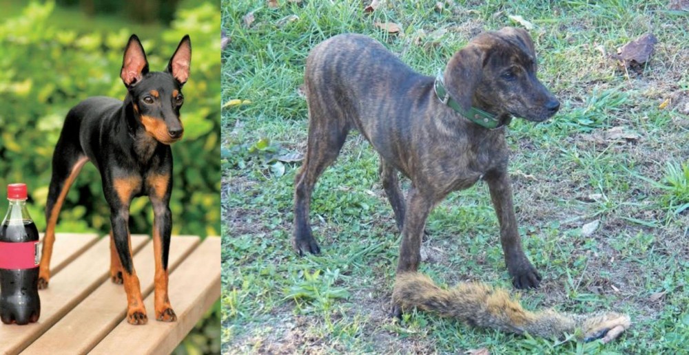 Treeing Cur vs Toy Manchester Terrier - Breed Comparison