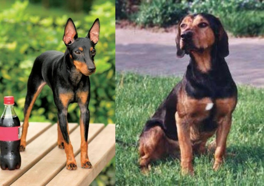 Tyrolean Hound vs Toy Manchester Terrier - Breed Comparison