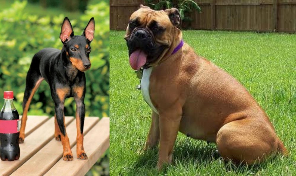 Valley Bulldog vs Toy Manchester Terrier - Breed Comparison