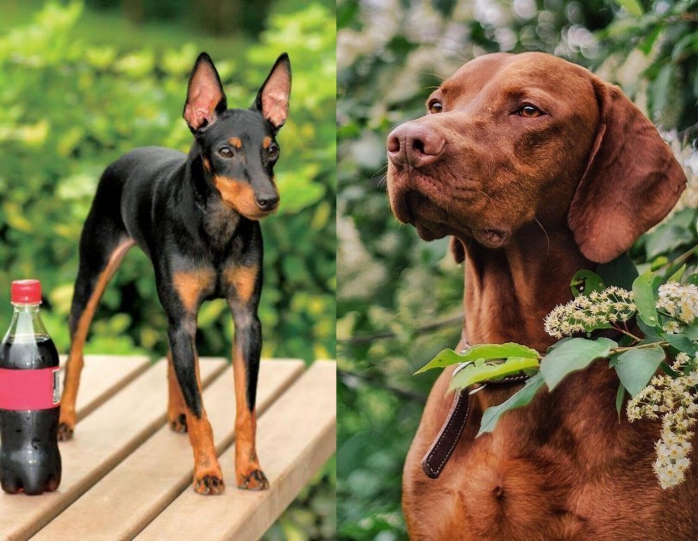 Vizsla vs Toy Manchester Terrier - Breed Comparison