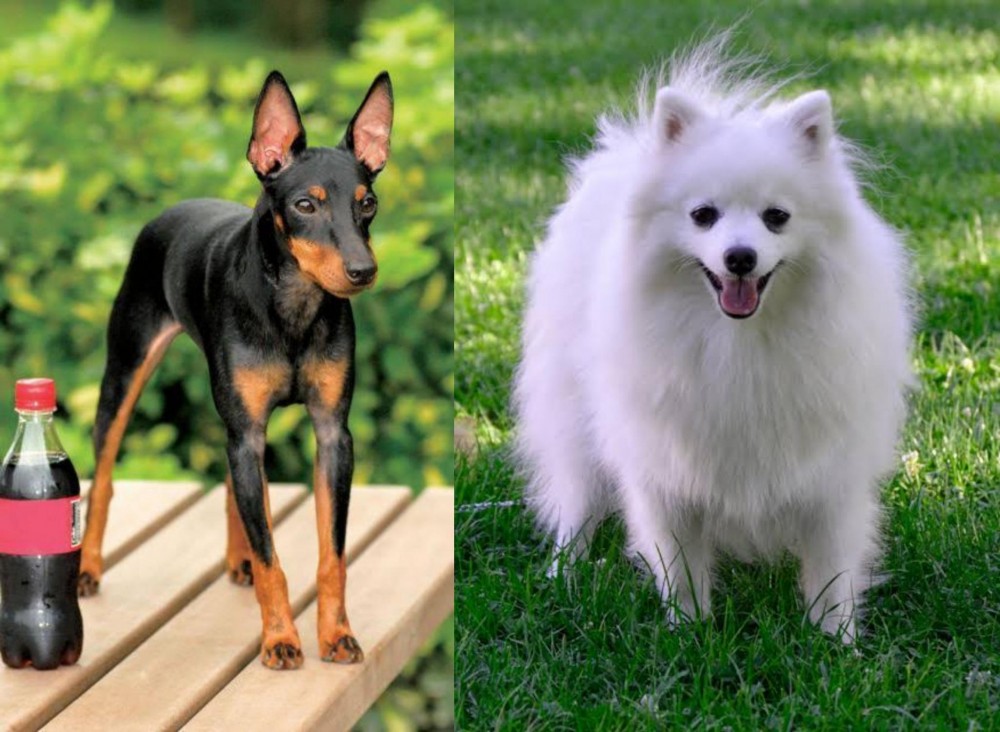 Volpino Italiano vs Toy Manchester Terrier - Breed Comparison