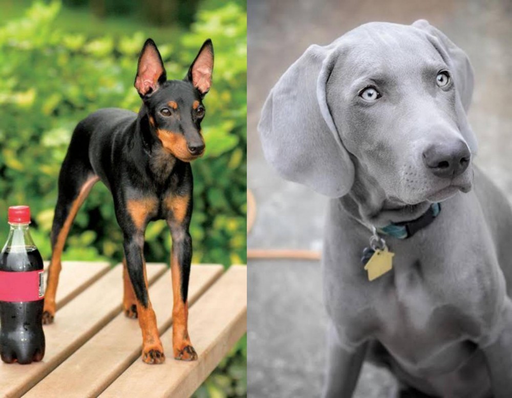 Weimaraner vs Toy Manchester Terrier - Breed Comparison