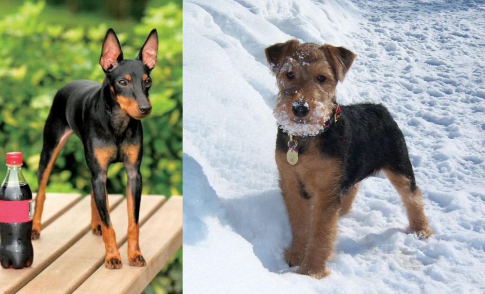 Welsh Terrier vs Toy Manchester Terrier - Breed Comparison