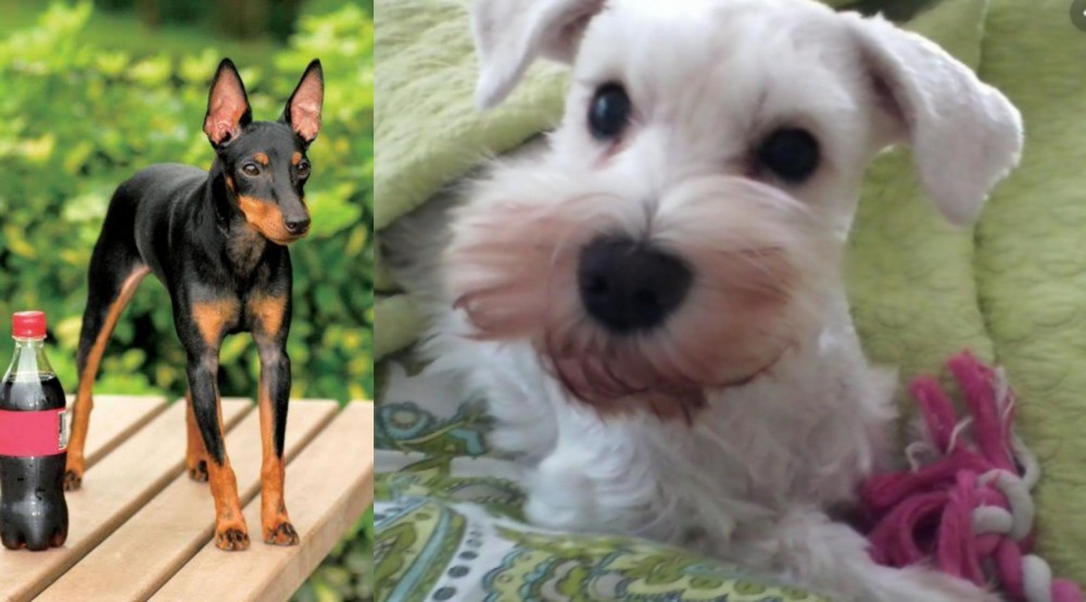 White Schnauzer vs Toy Manchester Terrier - Breed Comparison