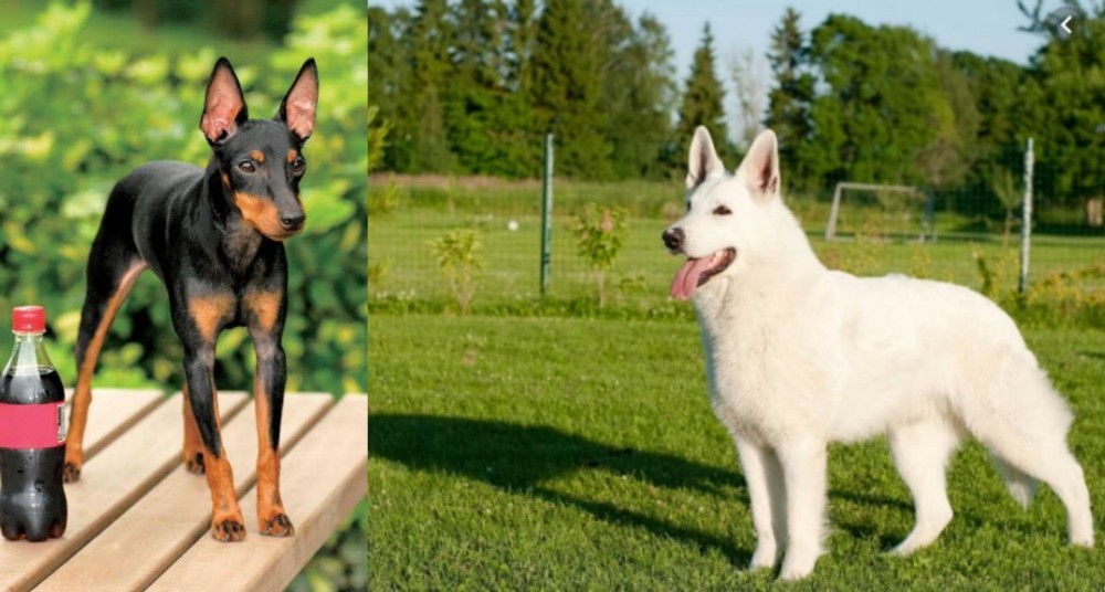 White Shepherd vs Toy Manchester Terrier - Breed Comparison
