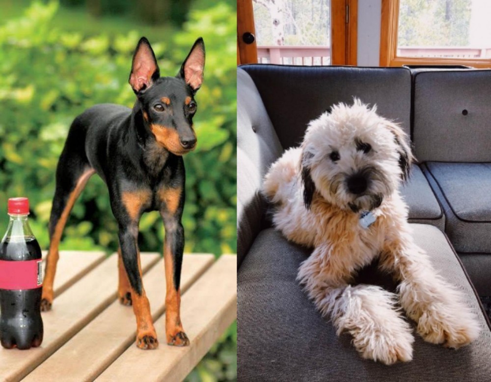 Whoodles vs Toy Manchester Terrier - Breed Comparison